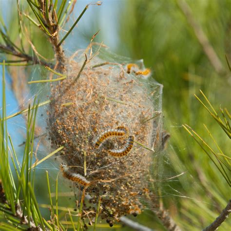 Comment En Finir Avec Les Chenilles Processionnaire Du Pin