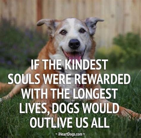 Heartwarming Animals Great Dog Quotes Image Gallery Stress Institute