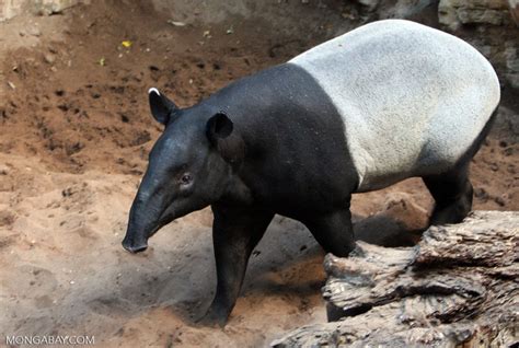 Tapier apps labs's privacy policy explain how we treat your personal data and protect your privacy when you use. Bringing the tapir back to Borneo | South Africa Today
