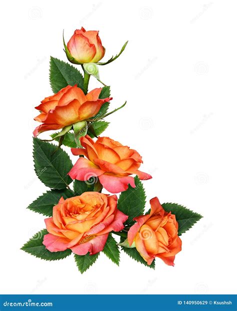 Orange Rose Flowers In A Corner Arrangement Stock Image Image Of