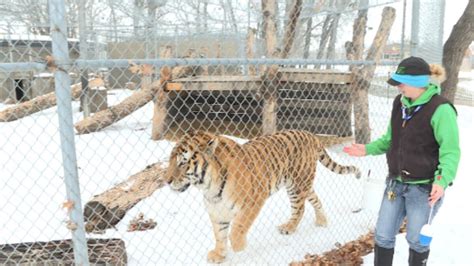 Roosevelt Park Zoo Receives Big Grant For Big Cats