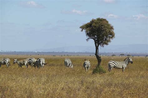 Top 10 Unusual And Fun Things To Do In Nairobi African Safari Tours