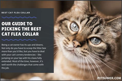 9 Best Cat Flea Collars In 2023