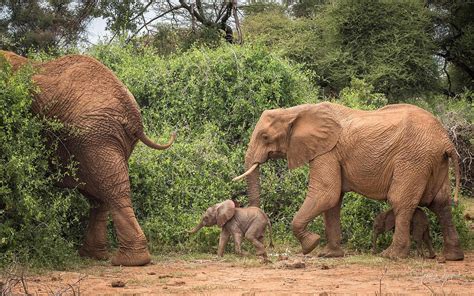 Rare Elephant Twins Born In Kenyan National Park For