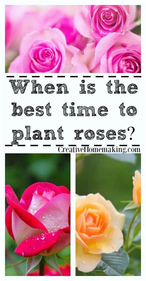 When Is The Best Time For Planting Roses Find Out Why Spring Is The