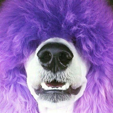 Pin By Lynne Olsen On Purple Poodle Dog Poodle Hair Black Standard