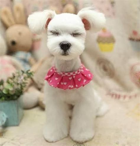 30 Dog Grooming Styles And Haircuts For Your Dogs New Look