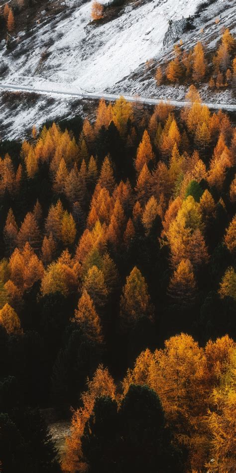 Download 1080x2160 Wallpaper Autumn Outdoor Forest Tree Golden Peak