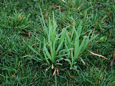 Orchard Grass Facts And Health Benefits