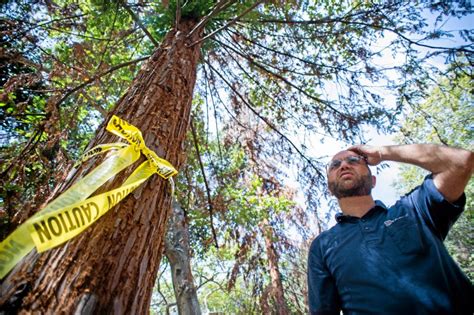 California Redwood Trees Stressed To Breaking Point By Drought Dying