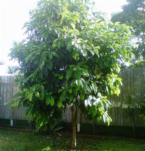 Although there are different types of avocado trees, they generally need moderate avocados grow best in warm climates. HOW TO: Grow an Avocado Tree from an Avocado Pit | Avocado ...