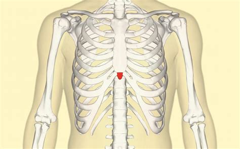 Diagram Of Chest Area A High Resolution Diagram Of The Human Chest