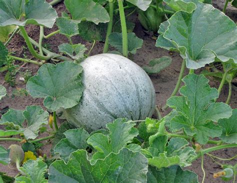 Cantaloupes Plant Care And Collection Of Varieties