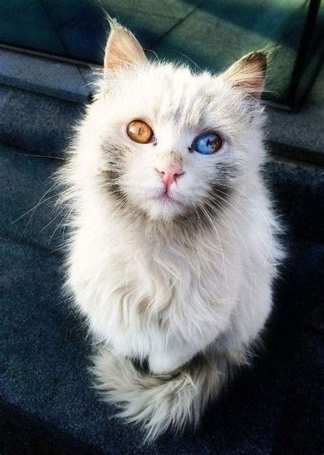 15 Stunning Photos Of Animals With Heterochromia Gorgeous Cats