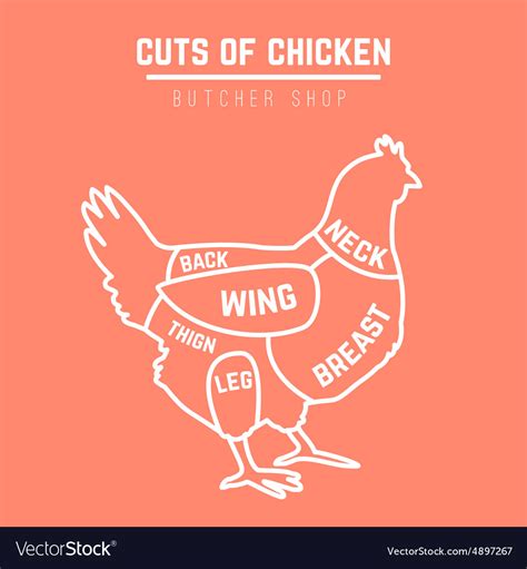 cuts of chicken butcher diagram royalty free vector image