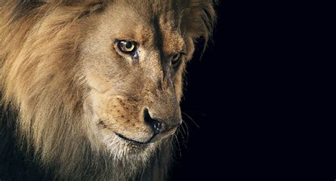 Tim Flach More Than Human Gallery Shares Amazing Animal Portraits That