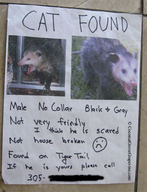 The daily telegraph says that east london resident linda dyson was reunited with her persian cat fluffy, but later received a £75 penalty from the local council. Coconut Grove Grapevine: I've heard of playing possum