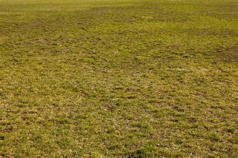 Field Of Green Fine Grass On The Ground Short Lawn Stock Photo Image
