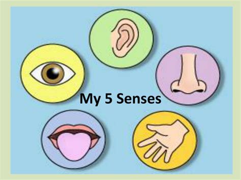 My 5 Senses Ppt By Kayld Teaching Resources Tes