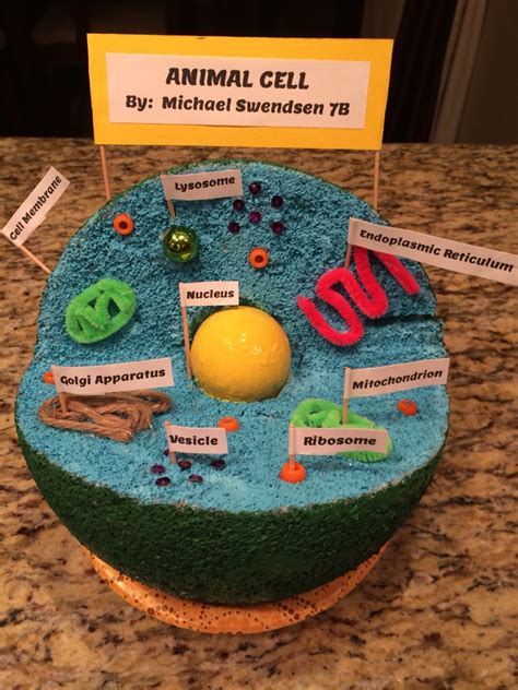 How To Make A 3d Animal Cell Diagram