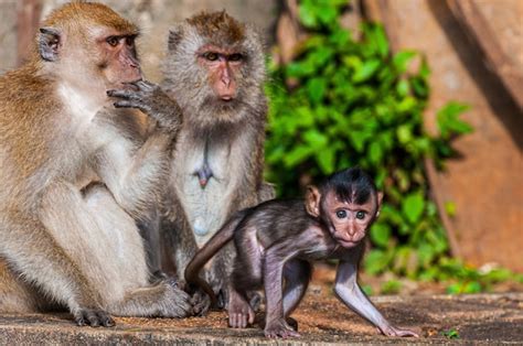 Hermosa Foto De Una Familia De Monos Con Monos Madre Padre Y Bebé