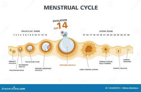 Ovulation Cycle Chart Printable