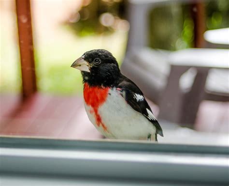 14 ways to stop birds from flying into your windows bird watching hq
