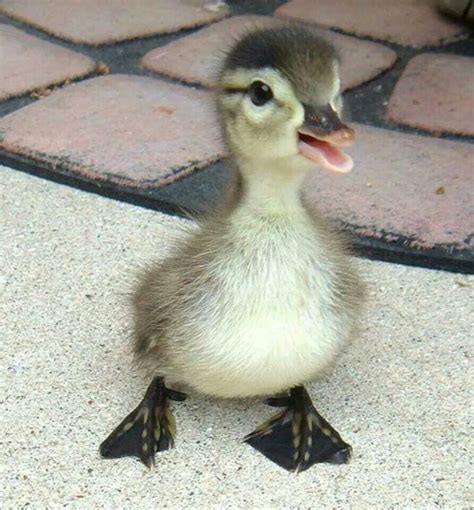 Pin By Terri Brueggeman On Baby Animals ♡ Cute Ducklings Fluffy