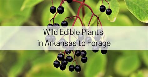17 Wild Plants In Arkansas To Forage All About Arkansas