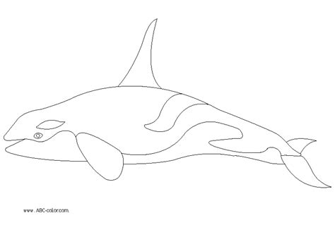 Killer Whale Outline Drawing At Explore Collection