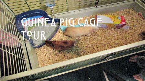 Guinea Pig Cage Tour Youtube