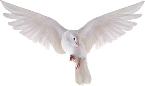 Holy Spirit Dove Png White Doves Flying Png Image With Transparent
