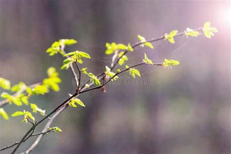 Tree Branch With Young Green Leaves In The Sunlight Stock Image Image