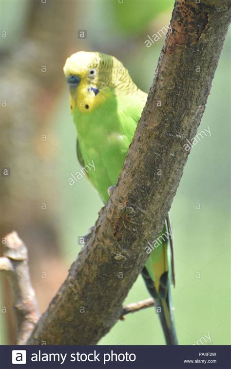 Very Pretty Yellow Budgie Sitting Perched On A Tree Branch Stock Photo