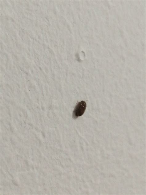 Tiny Hard Shelled Brown Bugs On My Bedroomliving Room Walls Hungary