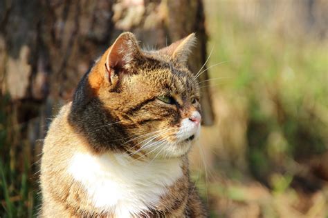 Growing cat grass just became even more economical! Free Images : grass, fog, meadow, wildlife, kitten, fauna ...