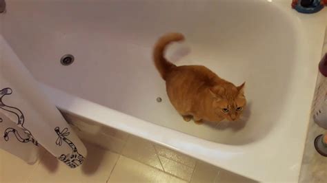 Ruby The Cat Chases Foil Ball In Bathtub Youtube