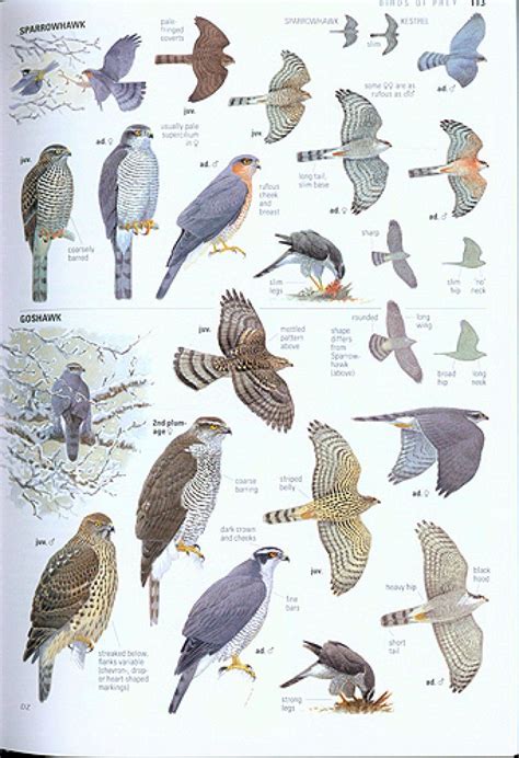 Uk Bird Chart