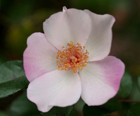 Check spelling or type a new query. Lovely five petals rose | Petals, The flower, Flowers