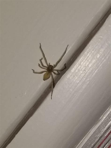Spider Found In Grandmas Basement Upstate Ny Set Him Outside Dad