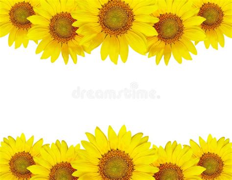 Sunflower Border Isolated On White Stock Image Image Of Yellow