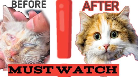 Cat And Kitten Eye Infection Home Remedies Treatment Solution