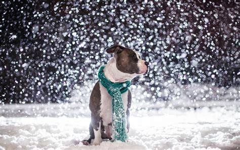 Dog Sitting Outside In The Snow Hd Animals Wallpapers