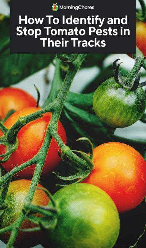 How To Identify And Stop Tomato Pests In Their Tracks