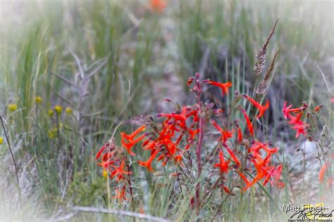 Red Mountain Wild Flowers By May Finch Redbubble