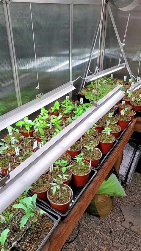 Using Grow Lights For Seedlings Or Indoor Plants ~ Homestead And Chill