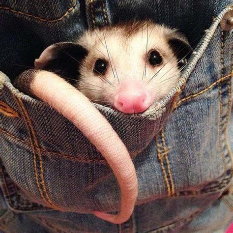 18 Times Opossums Nailed The Art Of Being Adorable Opossum Cute