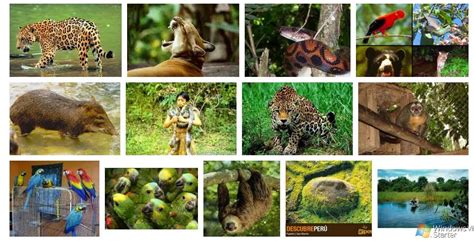 Fauna Del Ecuador Fauna En La Región Costa