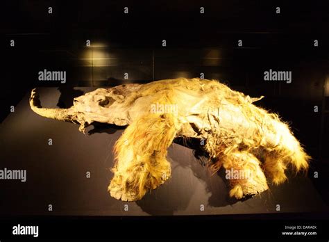Frozen Woolly Mammoth Hi Res Stock Photography And Images Alamy