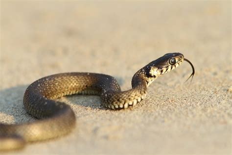Do Snakes Slither Or Crawl And How Do They Slither